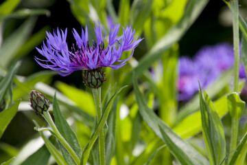 Purple cornflower in the garden on a day in May