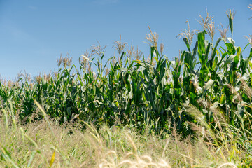 Selective corn cob focus, corn pods in an organic field