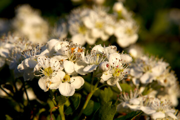 The blossom of the plum tree in the spring on a day in May