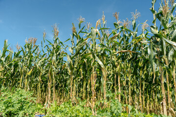 Fototapeta na wymiar Selective corn cob focus, corn pods in an organic field