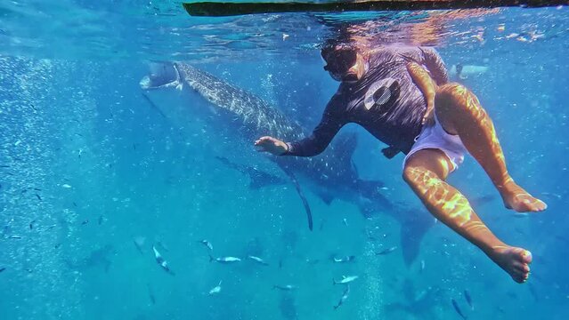 Little Girl swimming with whale sharks