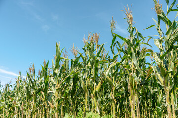 Selective corn cob focus, corn pods in an organic field