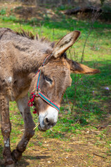 View of donkeys eating in animal sanctuary in corfu ,Greece