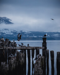 seagulls on the pier