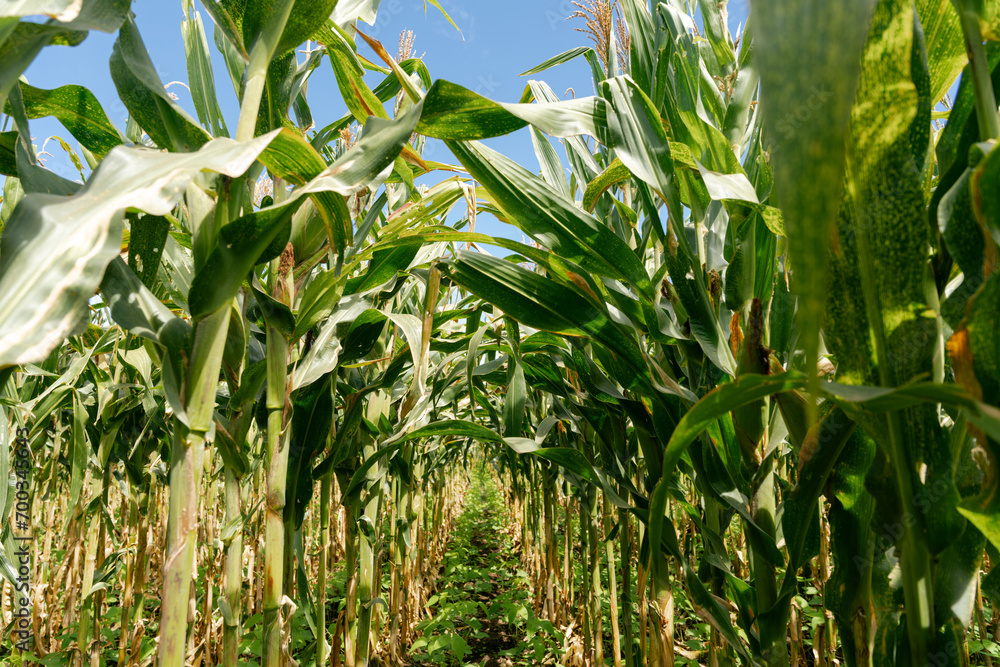 Wall mural selective corn cob focus, corn pods in an organic field