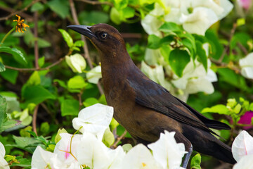 Female Great-tailed grackle is sitting among flowers.