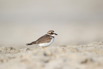 Non-breeding Snowy plover is standing on the sandy beach in tropics.