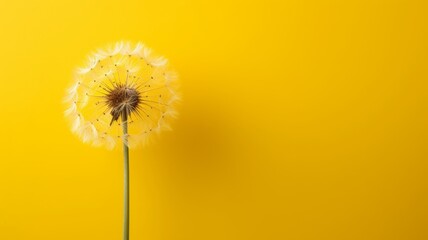 Creative background made of yellow dandelion against same color background
