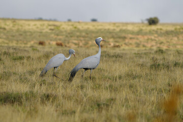 Obraz na płótnie Canvas Blue crane