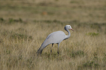 Blue crane