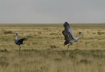 Blue crane