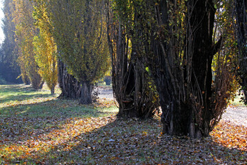 pioppi cipressini, autunno - obrazy, fototapety, plakaty