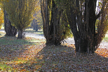 pioppi cipressini, autunno