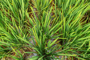 Landscape nature of rice field on rice paddy green color lush growing