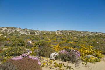 Namaqua