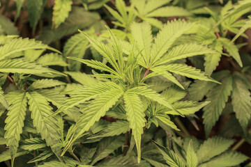 hemp cannabis plants leaves