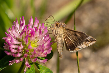 Close-up of the silver Y (Autographa gamma) - brown migratory moth (night butterfly) feeding on...