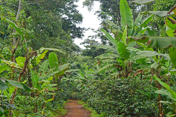 Rainforest bananas Zanzibar Tanzania