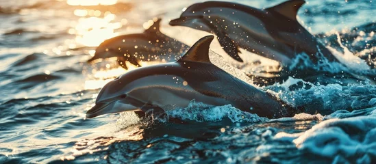Foto op Plexiglas Group of amiable Dolphins on top of tropical sea. © TheWaterMeloonProjec