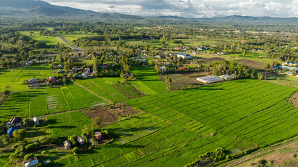 Fototapeta na wymiar Aerial view of Agricultural plantation on sunny day - Green growing plant against sunlight