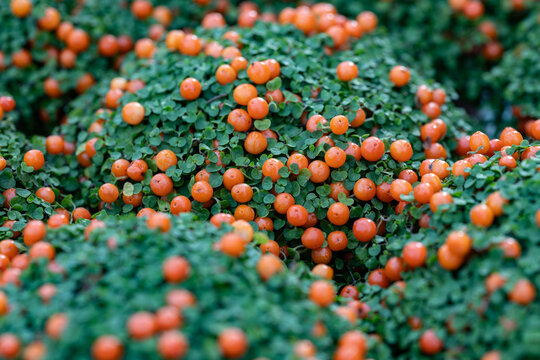 Nertera granadensis, also known as coral bead plant, pin-cushion plant, coral moss, or English baby tears. This cultivar is the Nertera granadensis “Astrid”.