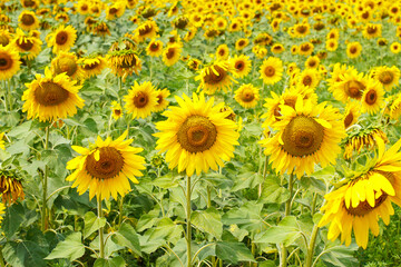 Yellow sunflower field, ripe yellow sunflower