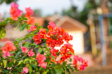 Fototapeta na wymiar Bougainvillea flower in the garden with nature background.