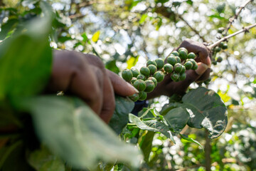 Naklejka na ściany i meble Closeup of coffee fruit in coffee farm and plantations in Tanzania