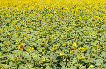 Yellow sunflower field, ripe yellow sunflower