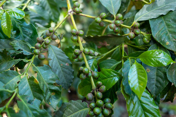 Closeup of coffee fruit in coffee farm and plantations in Tanzania