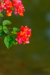 Fototapeta premium Bougainvillea flower in the garden with nature background.