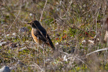 A common redstart on the ground is looking for food.