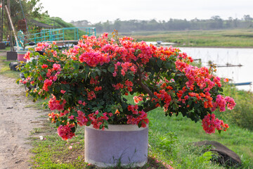 Bougainvillea flower in the garden with nature background.
