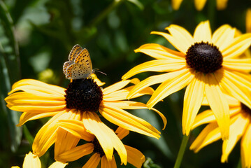 Female Sooty Copper (Lycaena tityrus) butterfly sitting on a yellow rudbeckia hirta flower in...