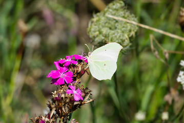 Common brimstone butterfly (Gonepteryx rhamni) sitting on a pink flower in Zurich, Switzerland