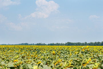 Yellow sunflower field, ripe yellow sunflower