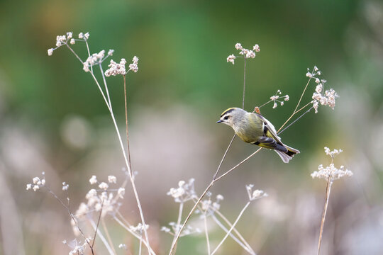 A migrating golden-crowned kinglet on a dead weed in autumn at Col. Samuel Smith Park in Toronto, Canada.