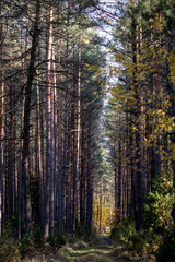 Obraz premium Herbstspaziergang in Podlachien, Ostpolen