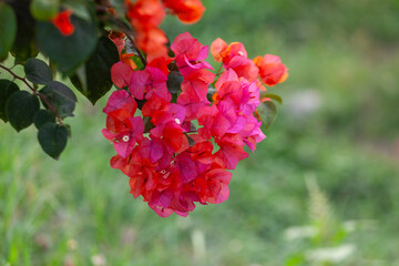 Bougainvillea flower in the garden with nature background.