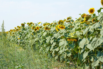 Yellow sunflower field, ripe yellow sunflower