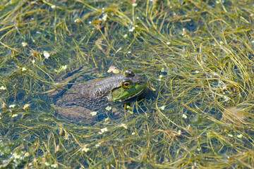 American Bullfrog partially submerged in flooded  vegetation