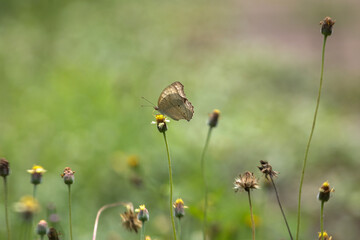 butterfly sitting on a flower in a meadow in summer