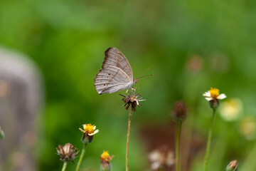 butterfly sitting on a flower in a meadow in summer