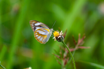 Fototapeta na wymiar butterfly sitting on a flower in a meadow in summer