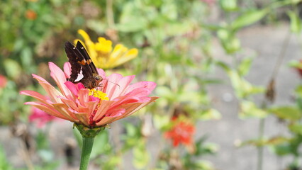 Silver spotted skipper butterfly Epargyreus clarus drinking nectar on a pink flower