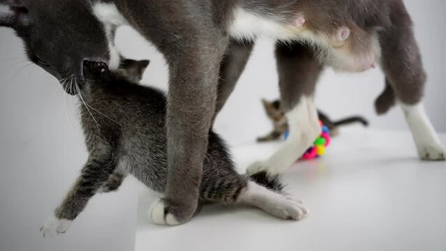 Cat mom scruff its baby kitten in mouth jump from table to floor. Slow motion