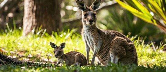 Mother kangaroo and her offspring.
