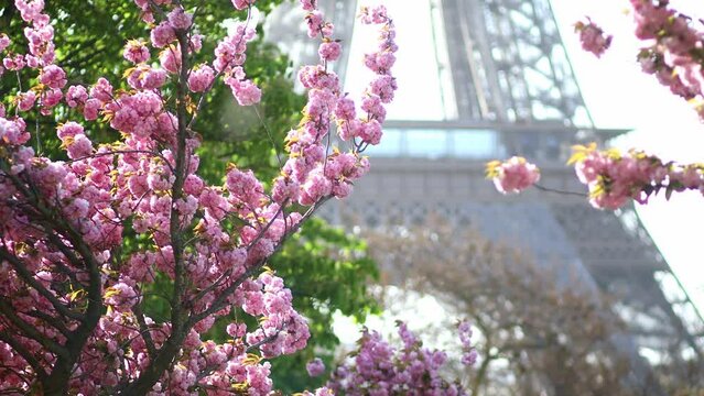 Eiffel tower with cherry blossom trees in full bloom in Paris, France