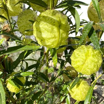Gomphocarpus physocarpus, balloonplant