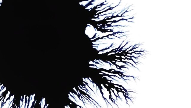 Ink Drops and Spread on White Surface